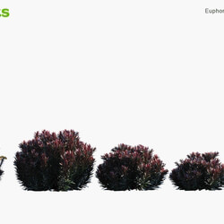 Globe Plants Vol 04 Euphorbia Blackbird 
