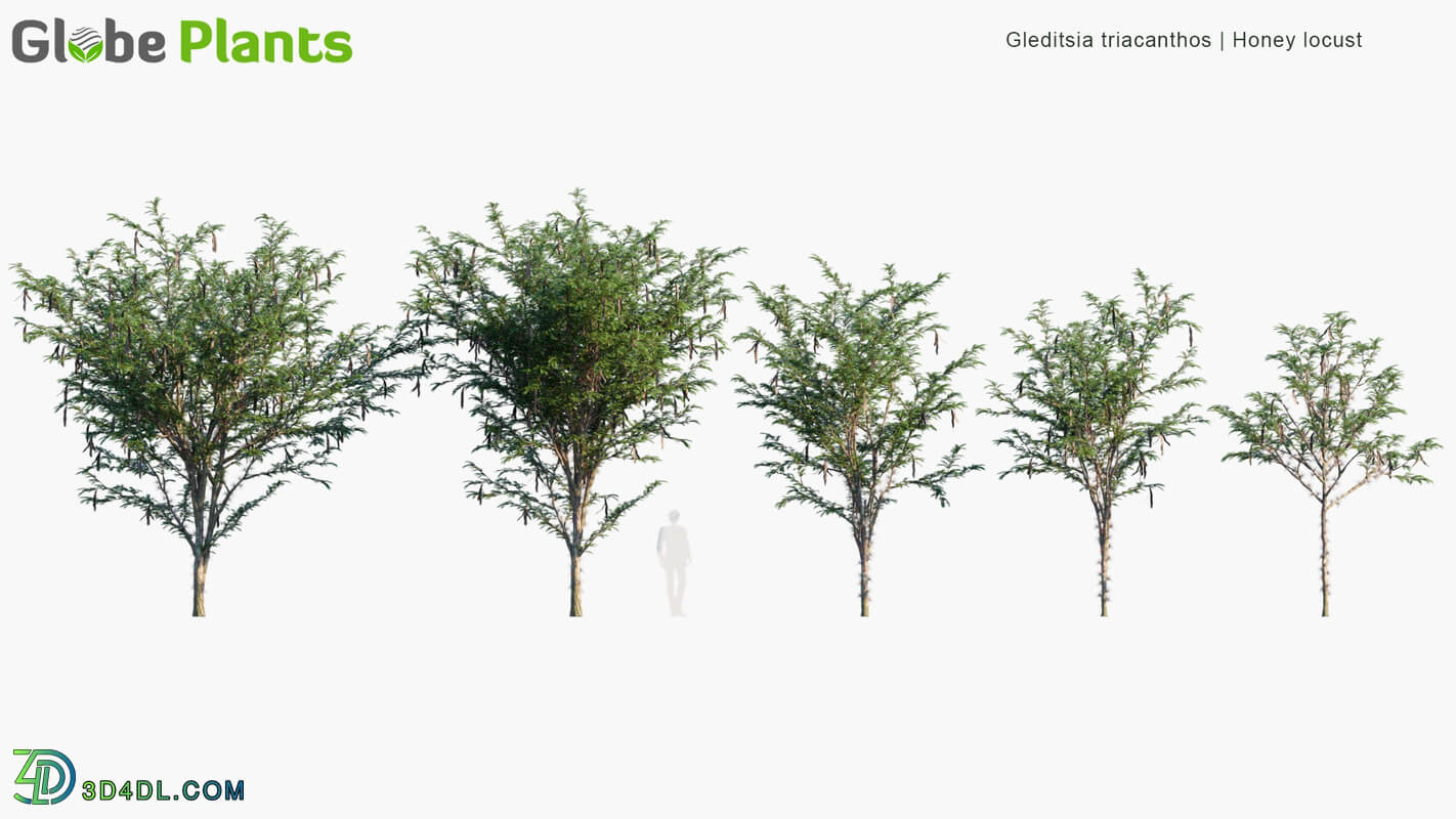 Globe Plants Vol 04 Gleditsia Triacanthos