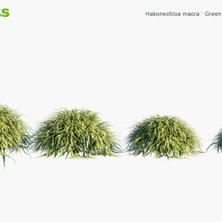 Globe Plants Vol 04 Hakonechloa Macra Green Forest Grass 