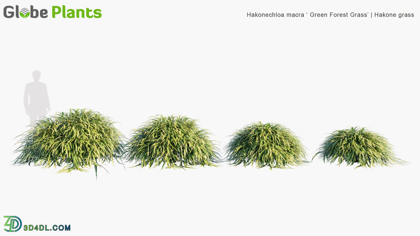 Globe Plants Vol 04 Hakonechloa Macra Green Forest Grass