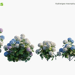 Globe Plants Vol 04 Hydrangea Macrophylla 