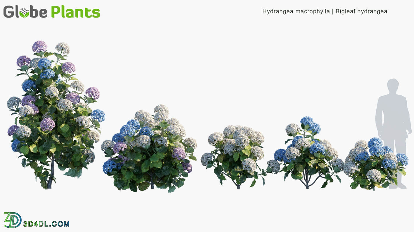 Globe Plants Vol 04 Hydrangea Macrophylla