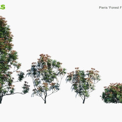 Globe Plants Vol 04 Pieris Japonica Forest Flame 