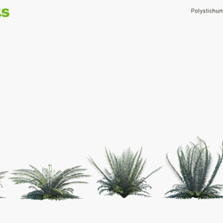 Globe Plants Vol 04 Polystichum Munitum 