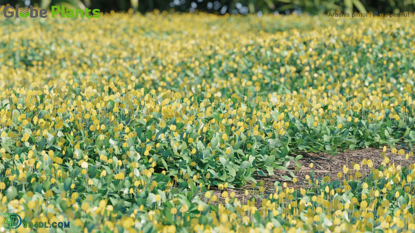 Globe Plants Vol 05 Arachis Pintoi