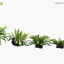 Globe Plants Vol 05 Asplenium Nidus 