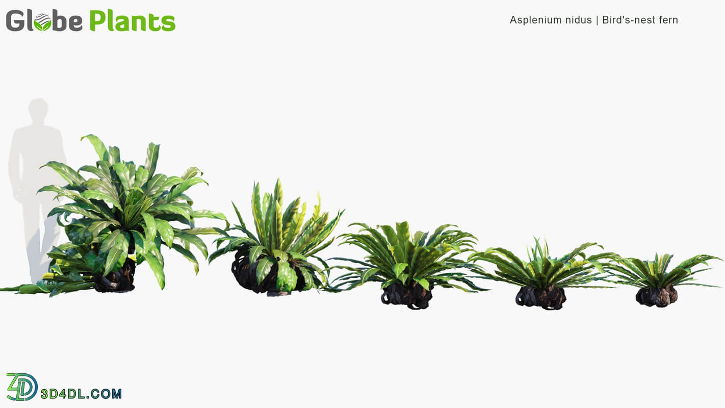 Globe Plants Vol 05 Asplenium Nidus