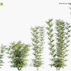 Globe Plants Vol 05 Bambusa Multiplex 