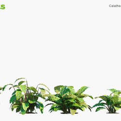 Globe Plants Vol 05 Calathea Zebrina 