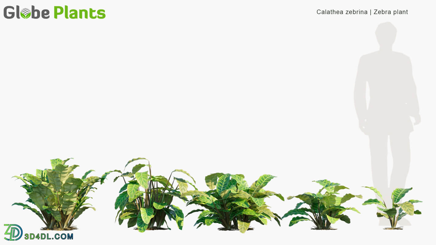 Globe Plants Vol 05 Calathea Zebrina