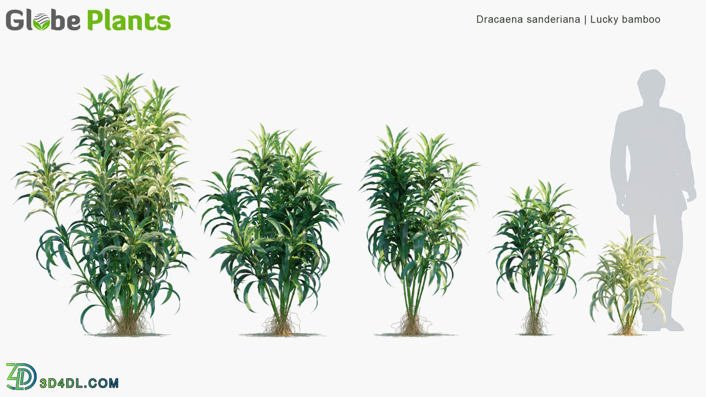 Globe Plants Vol 05 Dracaena Sanderiana