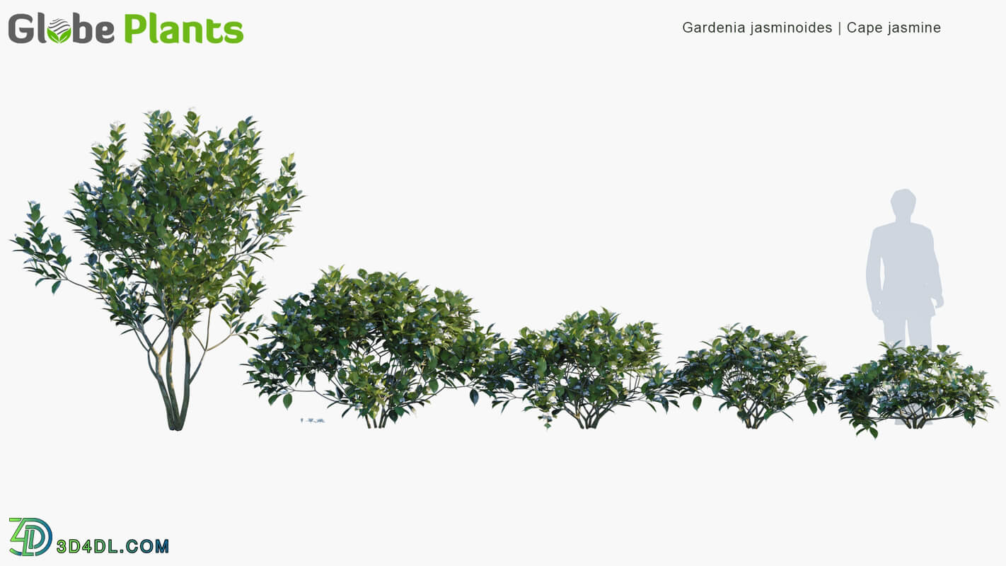 Globe Plants Vol 05 Gardenia Jasminoides