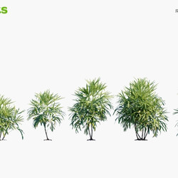 Globe Plants Vol 05 Rhapis Excelsa Bamboo Palm 
