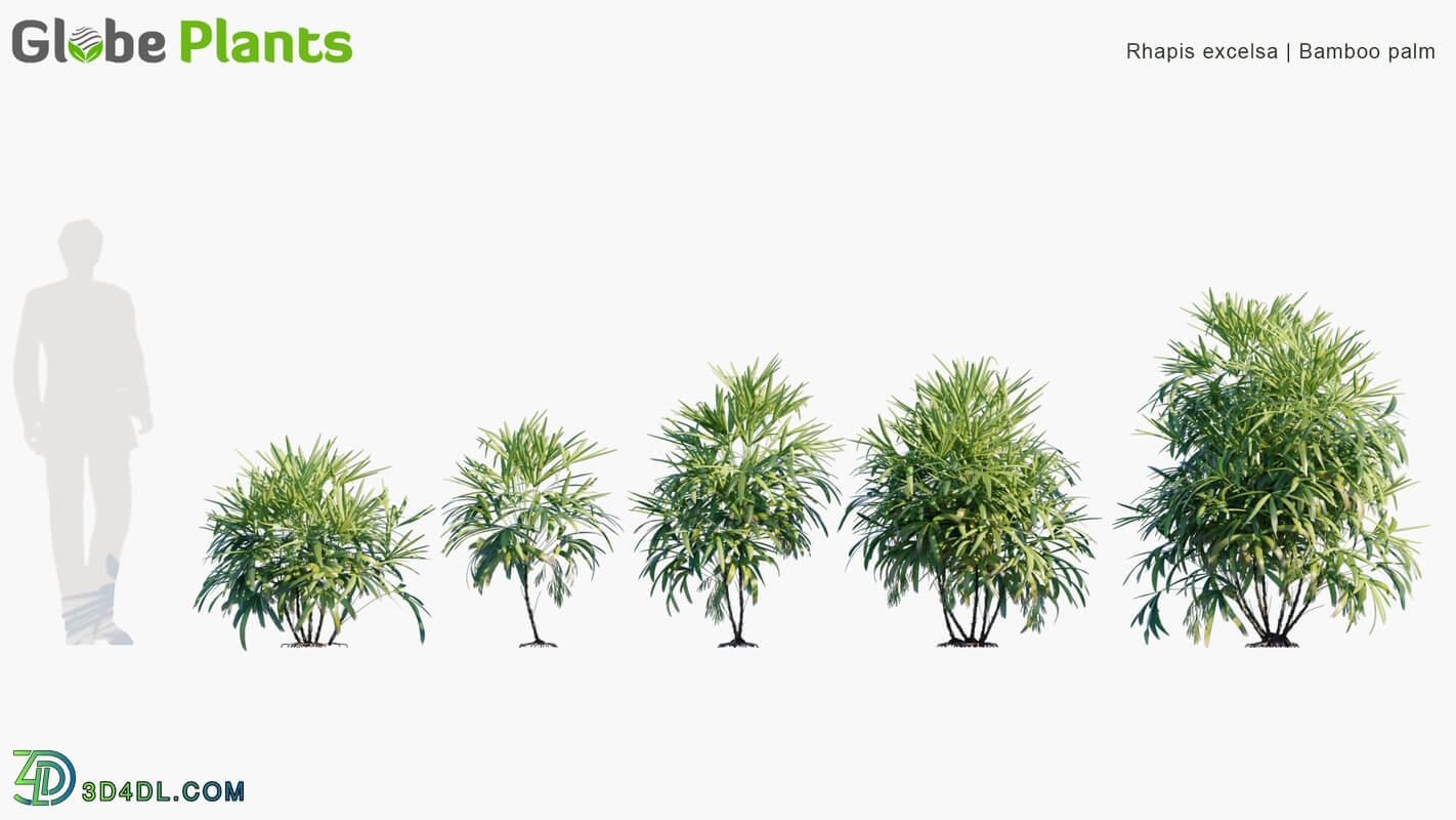 Globe Plants Vol 05 Rhapis Excelsa Bamboo Palm