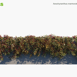 Globe Plants Vol 06 Aeschynanthus Marmoratus 