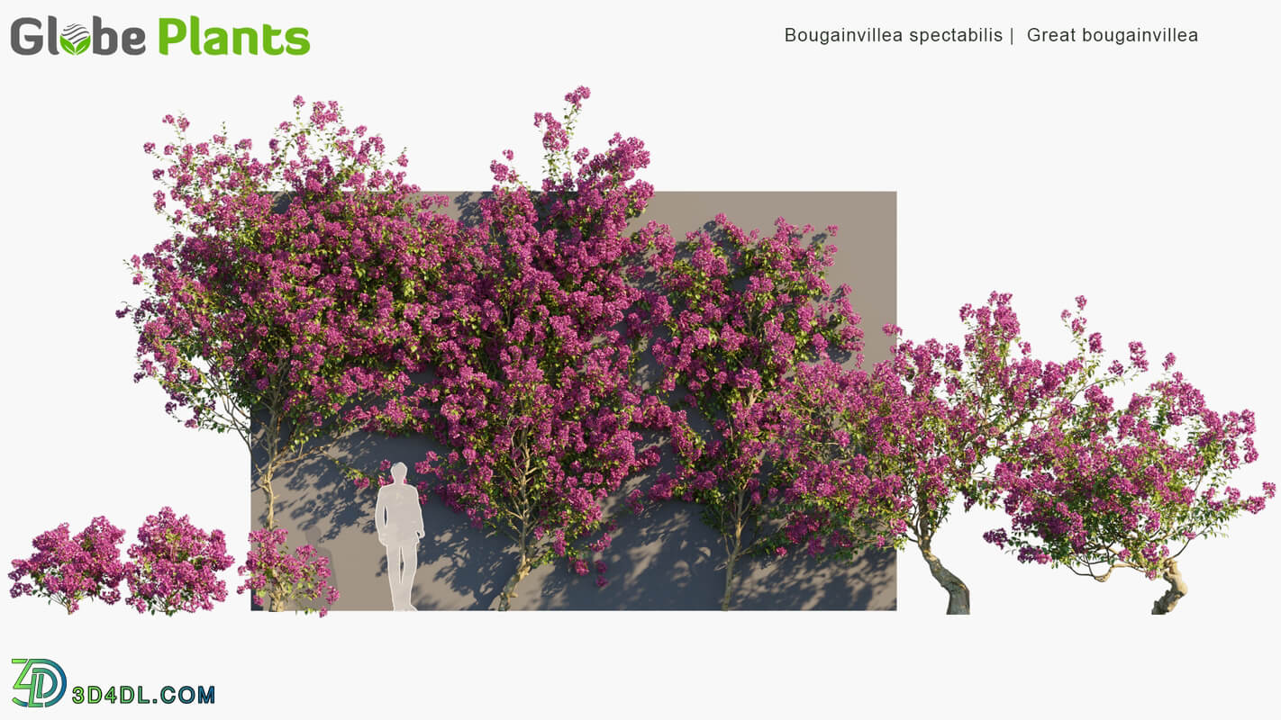 Globe Plants Vol 06 Bougainvillea Spectabilis