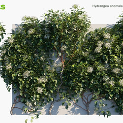 Globe Plants Vol 06 Hydrangea Anomala 