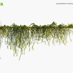 Globe Plants Vol 06 Lysimachia Nummularia 