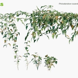 Globe Plants Vol 06 Philodendron Scandens 