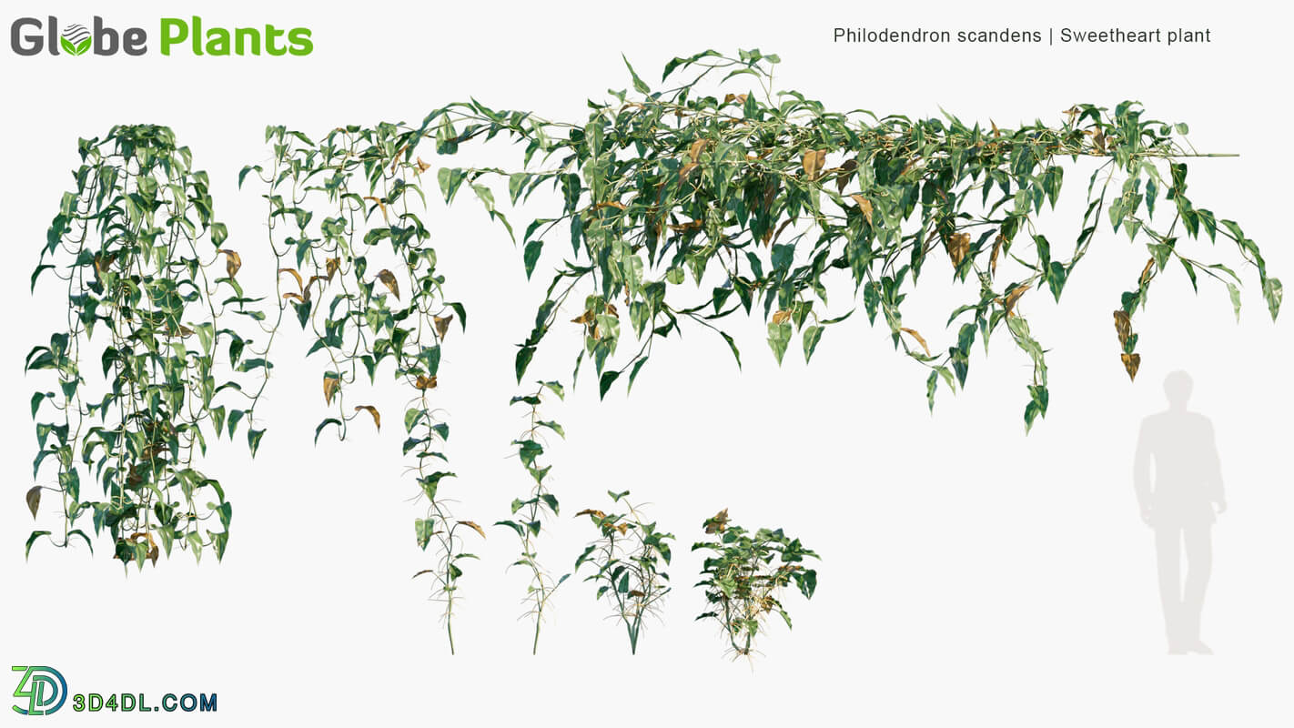 Globe Plants Vol 06 Philodendron Scandens