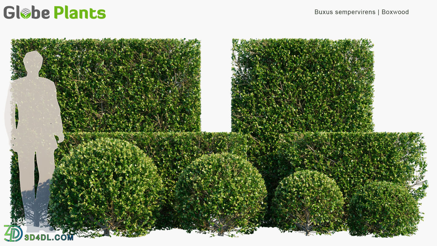 Globe Plants Vol 07 Buxus Sempervirens