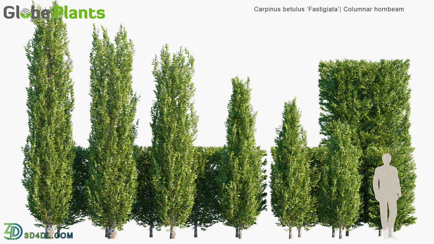 Globe Plants Vol 07 Carpinus Betulus Fastigiata