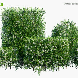 Globe Plants Vol 07 Murraya Paniculata 