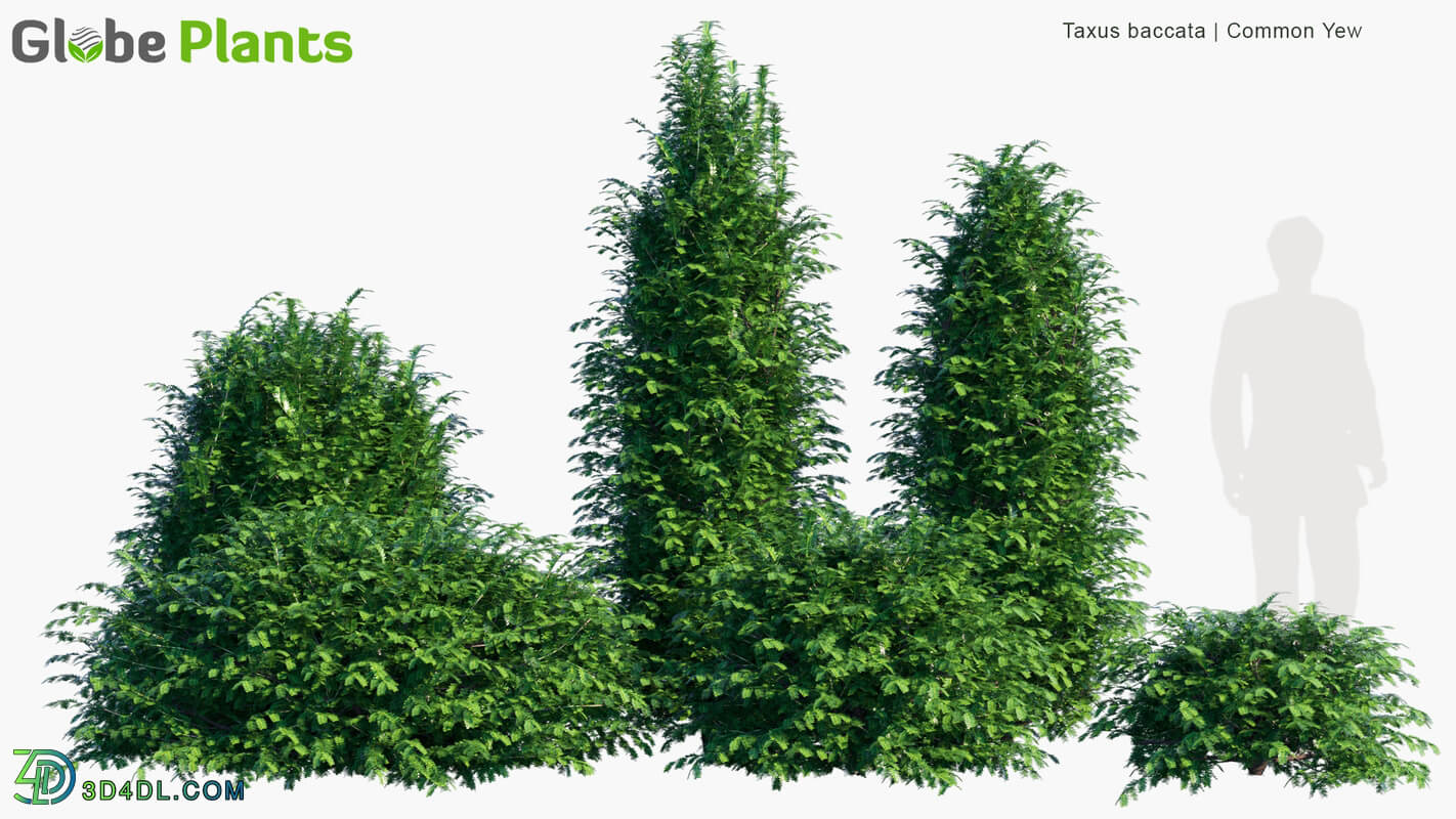 Globe Plants Vol 07 Taxus Baccata