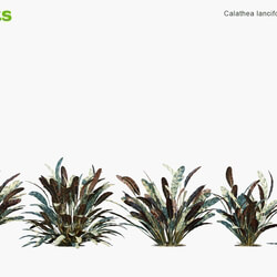 Globe Plants Vol 09 Calathea Lancifolia 