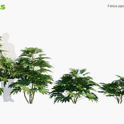 Globe Plants Vol 09 Fatsia Japonica 