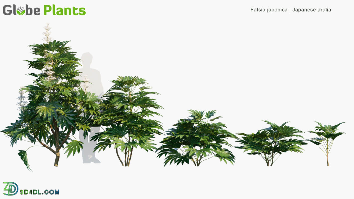 Globe Plants Vol 09 Fatsia Japonica