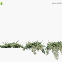 Globe Plants Vol 09 Juniperus Conferta 
