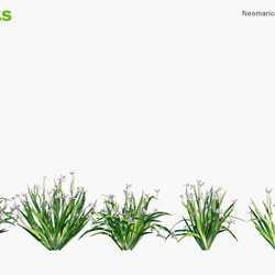 Globe Plants Vol 09 Neomarica Gracilis 