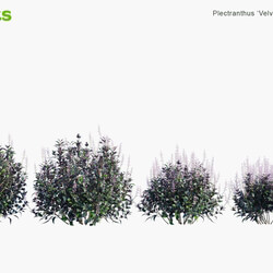 Globe Plants Vol 09 Plectranthus Velvet Elvis 