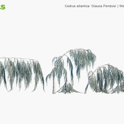 Globe Plants Vol 10 Cedrus Atlantica Glauca Pendula 