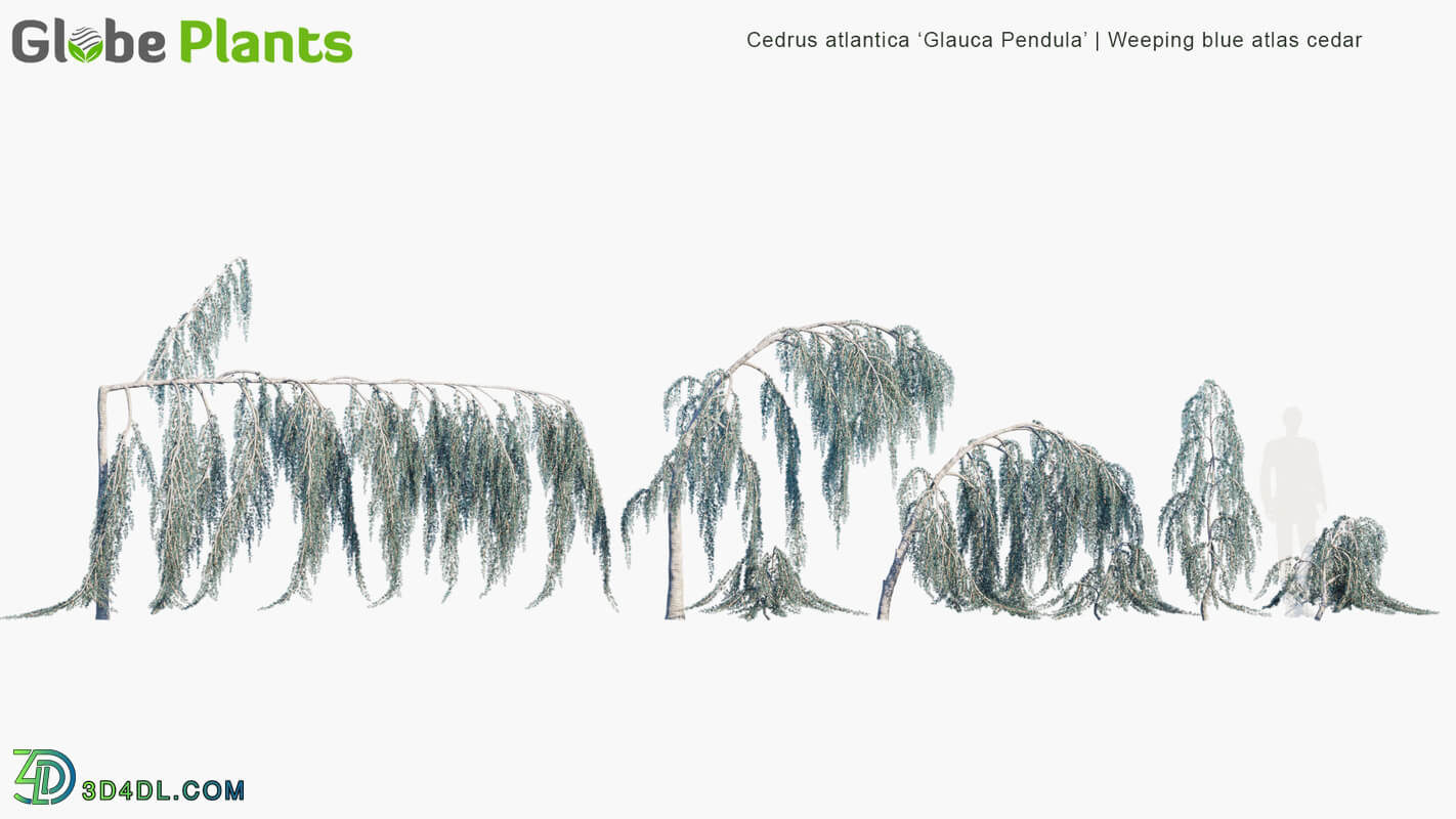 Globe Plants Vol 10 Cedrus Atlantica Glauca Pendula