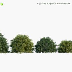 Globe Plants Vol 10 Cryptomeria Japonica Globosa Nana 