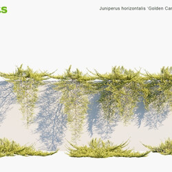 Globe Plants Vol 10 Juniperus Horizontalis Golden Carpet 