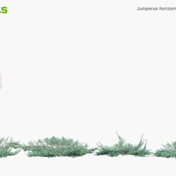 Globe Plants Vol 10 Juniperus Horizontalis 