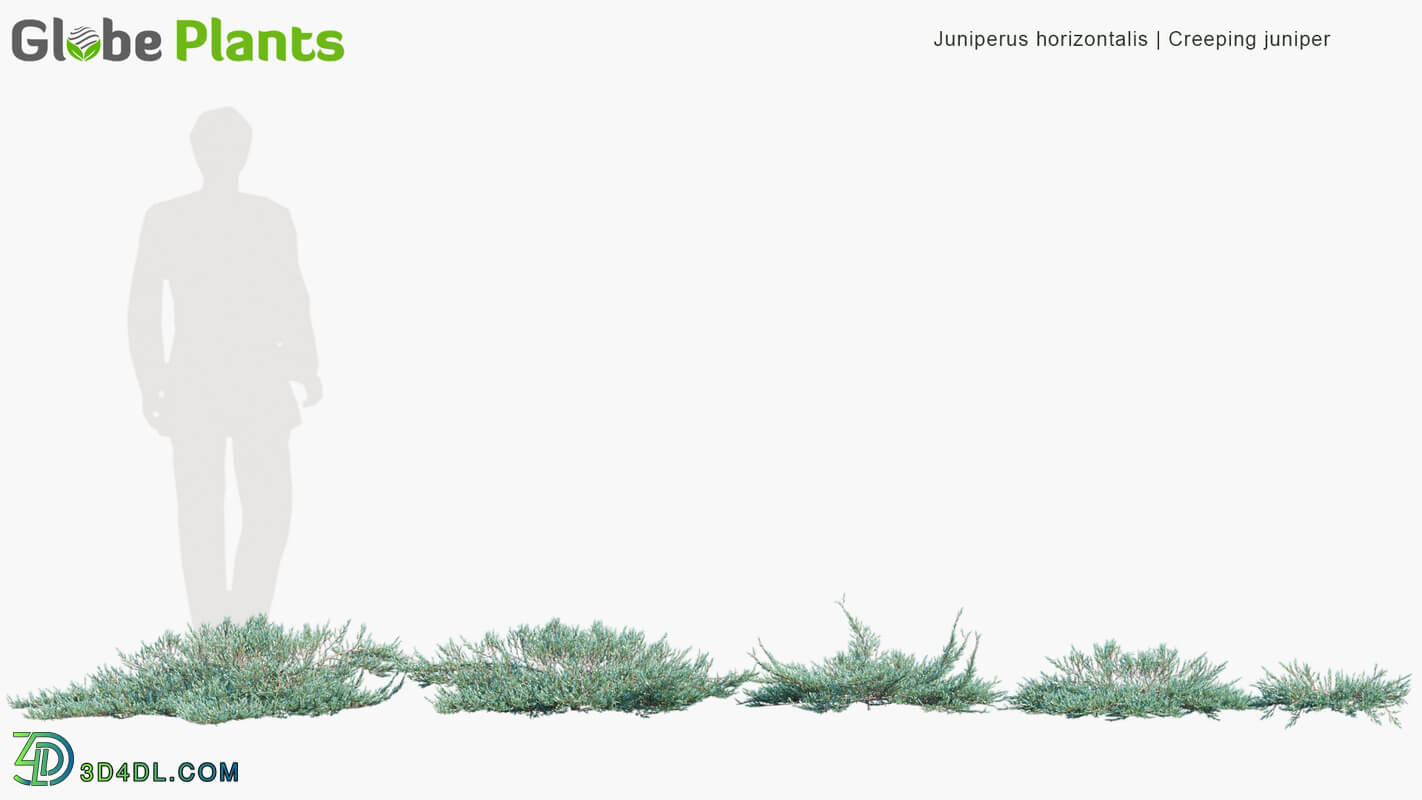 Globe Plants Vol 10 Juniperus Horizontalis