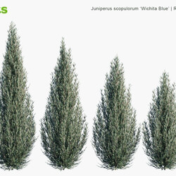 Globe Plants Vol 10 Juniperus Scopulorum Wichita Blue 