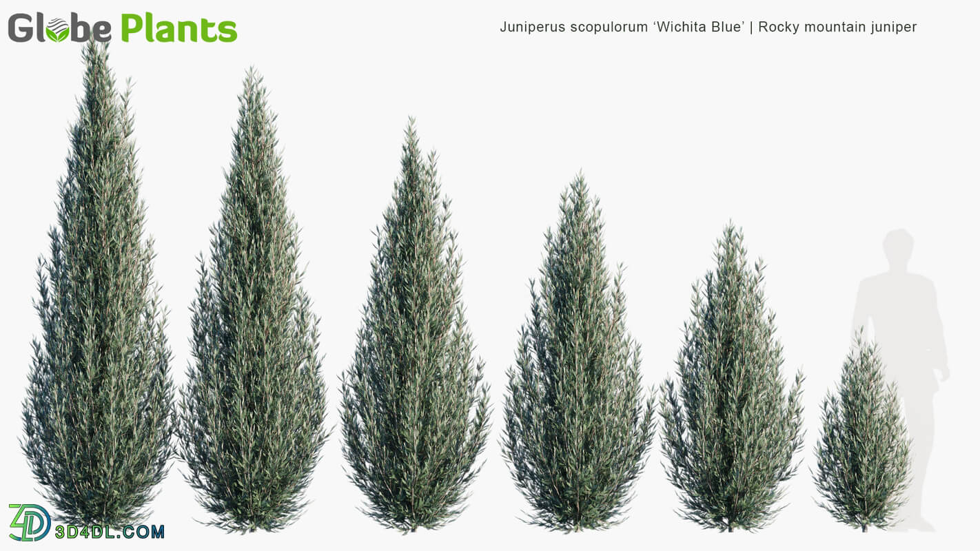 Globe Plants Vol 10 Juniperus Scopulorum Wichita Blue