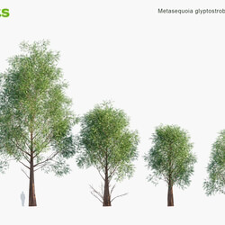 Globe Plants Vol 10 Metasequoia Glyptostroboides 