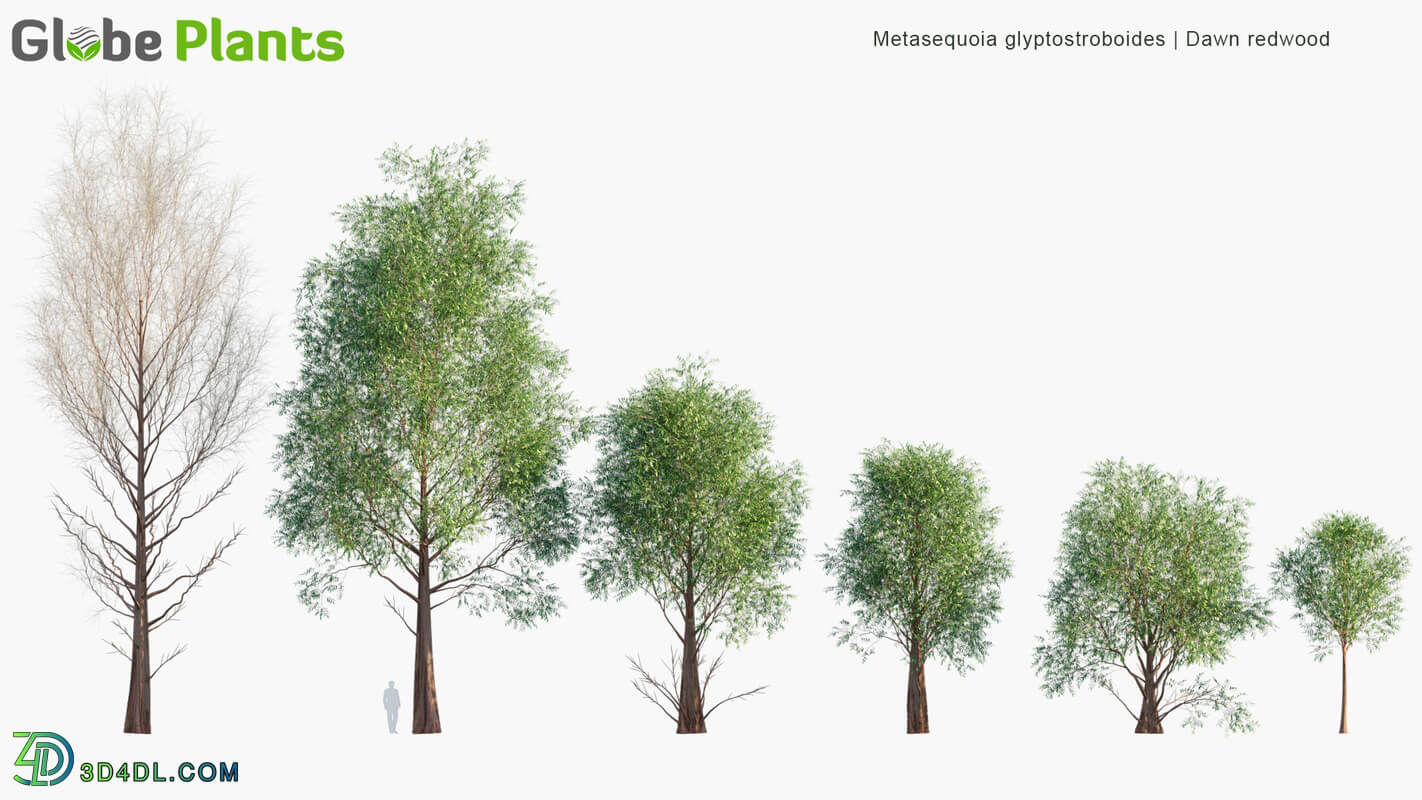 Globe Plants Vol 10 Metasequoia Glyptostroboides
