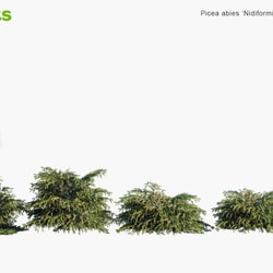 Globe Plants Vol 10 Picea Abies Nidiformis 