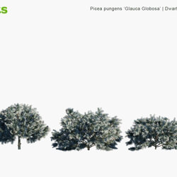 Globe Plants Vol 10 Picea Pungens Glauca Globosa 