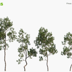 Globe Plants Vol 10 Pinus Dalatensis 