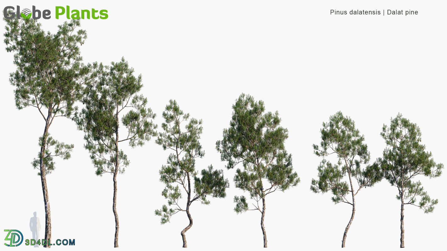 Globe Plants Vol 10 Pinus Dalatensis