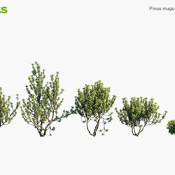 Globe Plants Vol 10 Pinus Mugo 