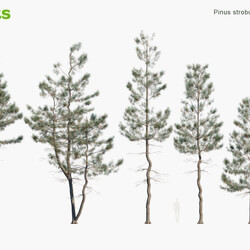 Globe Plants Vol 10 Pinus Strobus 